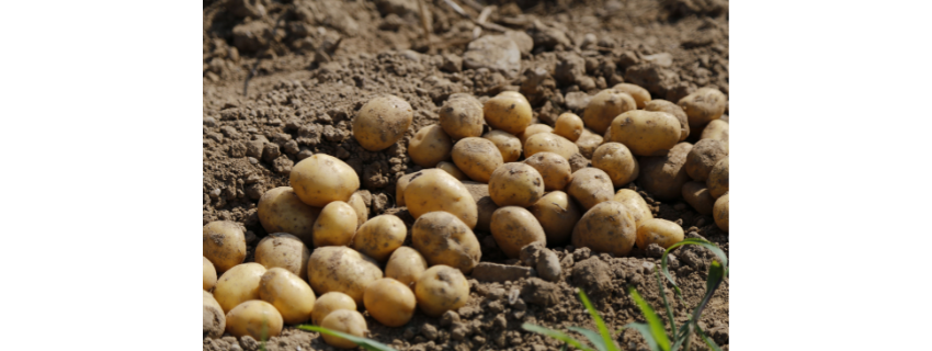 自然農法のじゃがいもが鬼うまだっだ件