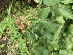 あなたのエンジェルカードリーディング